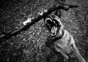 dog bite lawyer Waterbury, CT